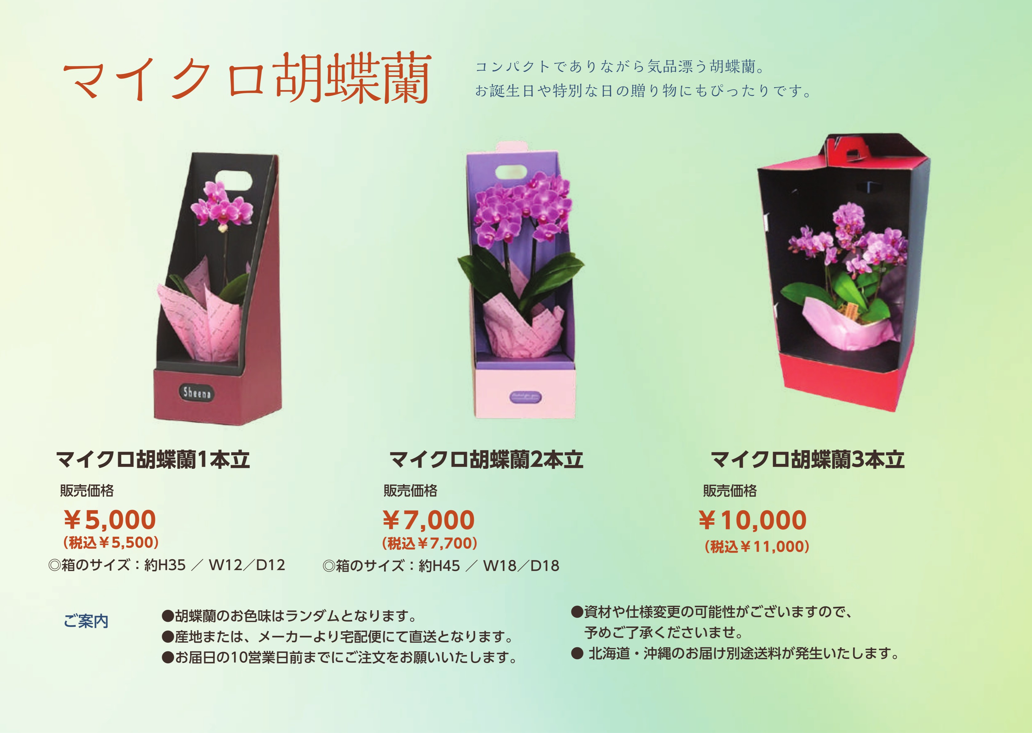 マイクロ胡蝶蘭